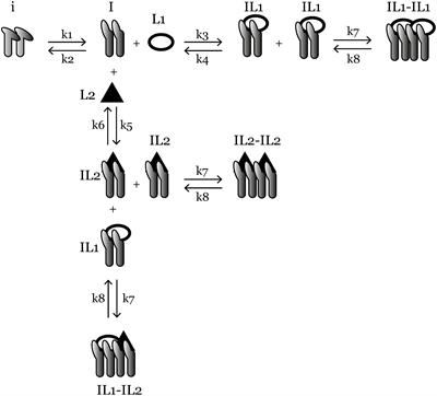 Win, Lose, or Tie: Mathematical Modeling of Ligand Competition at the Cell–Extracellular Matrix Interface